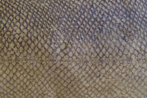 Lachsleder - Salmo-Leather - Bild: Farbe-Braun_1