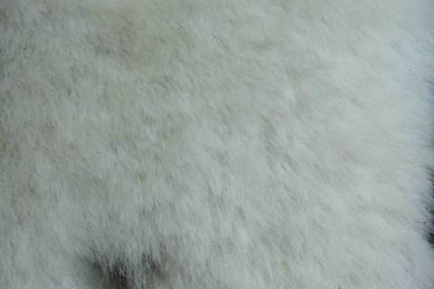 Lammfelle - Bild: 9001