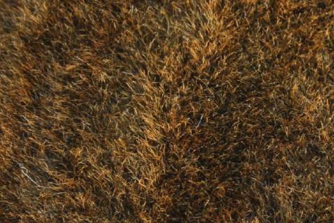 Lammfelle - Bild: 9035