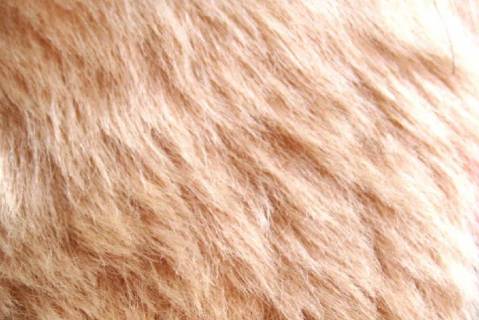 Lammfelle - Bild: 9042