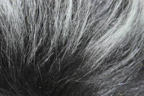 Lammfelle - Bild: 9044-Langhaar