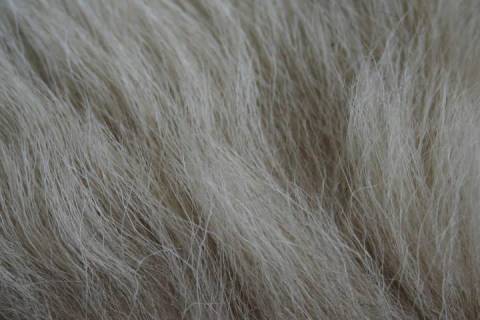 Lammfelle - Bild: 9057